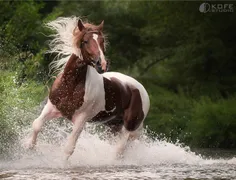 یه اسب هم نداریم باهاش بریم عکس بگیریم...