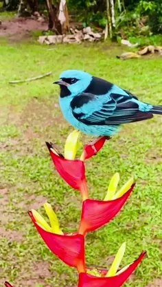 داکنیس آبی (Blue dacnis) یک پرنده کوچک از راسته گنجشک سان