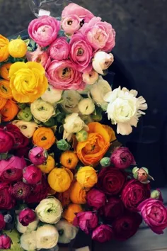 همه ی این گلها  رو تقدیم میکنم به کسی که خیلی دوستش دارم