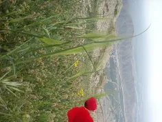 طبیعت زیبای پشت کوه استان بوشهر شهرستان دشتستان