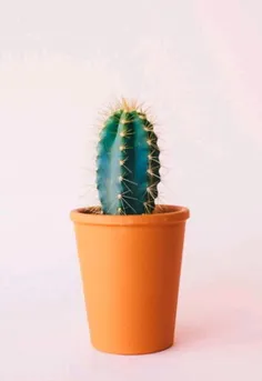 #🌵