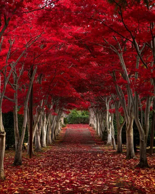 پاییز زیبا هوکایدو، ژاپن