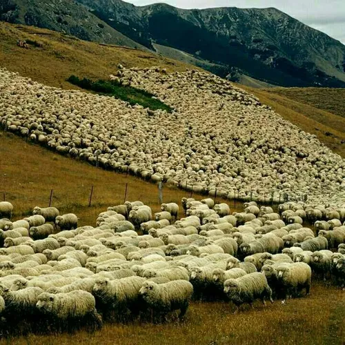 نکته جالب در مورد کشور نیوزلند این است که تعداد گوسفندان 