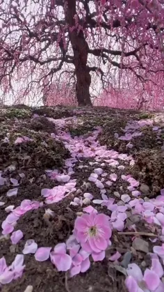 از زیبایی‌‌های بهار تو ژاپن باید به شکوفه‌های گیلاسش اشار