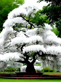 شکوفائی درخت گیلاس 