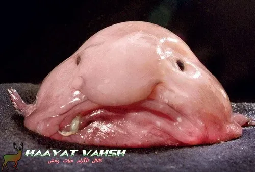 حباب ماهی، زشت ترین ماهی دنیا که در اعماق دریا زندگی میکن