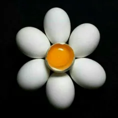 تخم مرغ یک رنگ است. 