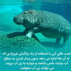 #عکس_نوشته #دانستنیها