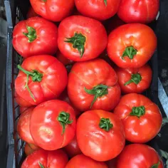گوجه پاملا محصول پارسالمون آذر۹۳
