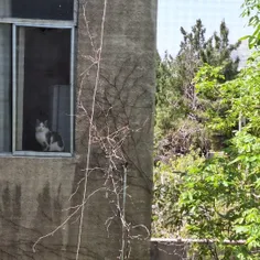 داشتم از گربه همسایه عکس میگرفتم یهو صاحبش اومد؛ ریدم تو 