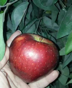 سیب باغمون