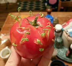 دانه های این گوجه فرنگی از درون آن شروع به جوانه زنی کرده