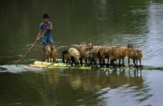 نجات گوسفندان از سیلاب