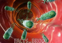 هر شخص بالغ بین یک تا بیش از ۴ کیلو باکتری در بدن خود دار