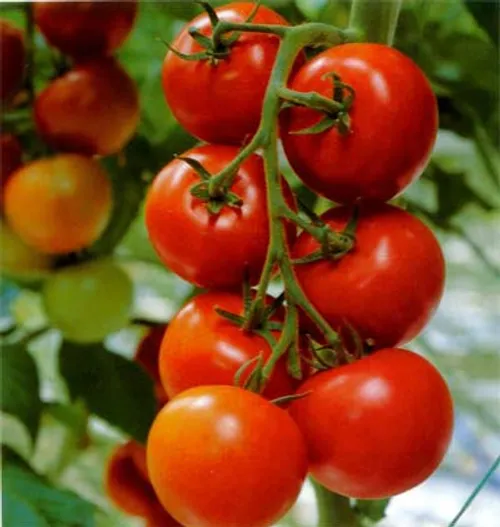 تماته tomato