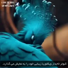 ویکتوریا » زیباترین کبوتر تاجدار جهان