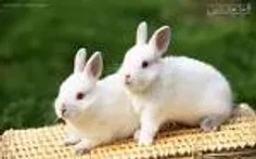 خرگوشارو نازززی چه خوشکله