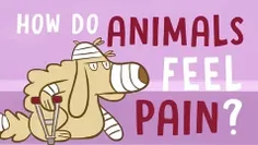 حیوانات چگونه درد میکشند؟ 