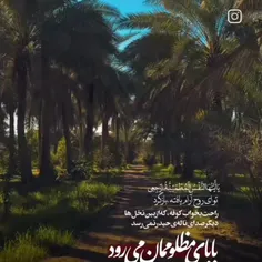 راحت بخواب کوفه که از بین نخل ها