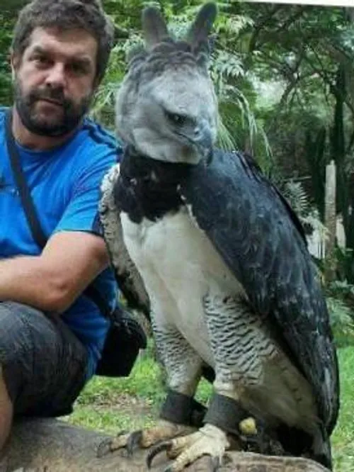 این موجود بی نظیر Harpy Eagle بسیار کمیاب است و نامش از ی