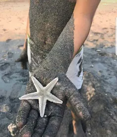 ستاره دریایی ساحل هرمز