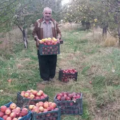 دوستان عزیزم بفرمائید سیب 