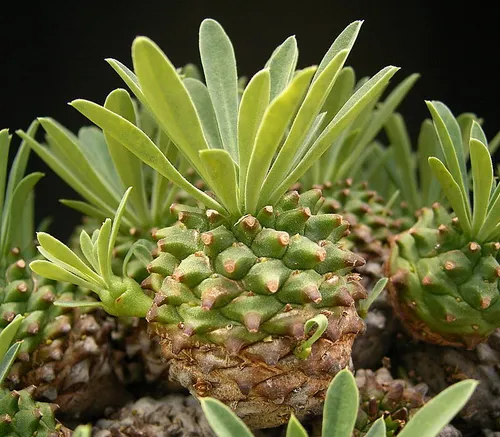 این گیاه یکی از گونه های کوچک و کند رشد از جنس افوربیا اس