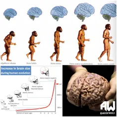 مطالعات نشان میدهد که مغز انسان از 5 هزار سال پیش تاکنون 