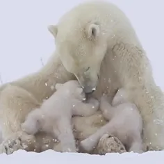 👌پرستاری توله های خرس قطبی 🥰