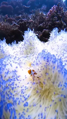شقایق سبعه (Sebae anemone) به نام‌های شقایق دریایی چرمی ی