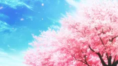 شکوفه ی گیلاس