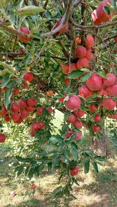 کل این باغ تو زنجان سیب شیرین