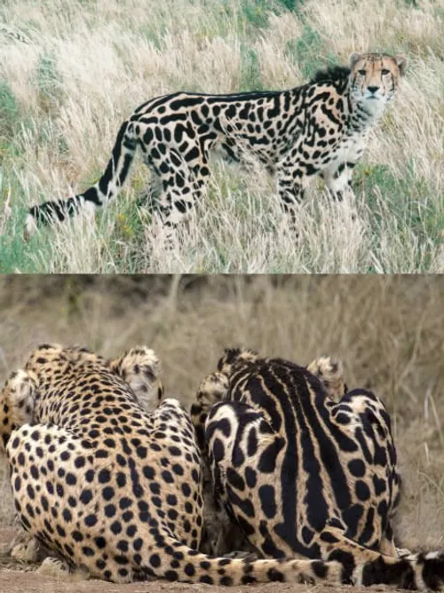 چیتای پادشاه ؛ نژاد نادری که بخاطر جهش ژنتیکی سه خط زیبا 