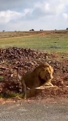 شیر هم باشی نباید با اعصاب و روان زن جماعت بازی کنی ،😵🤣