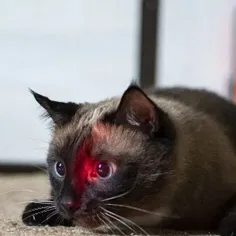 گربه‌ها را با لیزر افسرده نکنید !