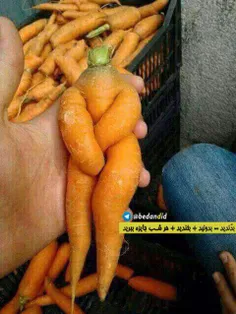 هویج خخخخخخ