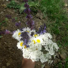 بچه‌ها ببخشید یه دو روزی نبودم رفته بودیم جایی که انتن ند