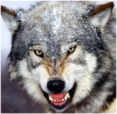 #گرگ ها میتوانند از فاصله یک ونیم کیلومتری بو طعمه را تشخ