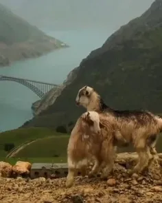 👋میروی باشد برو اما خدا را پس بده👋