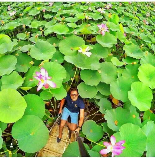 برکه نیلوفر آبی 😍