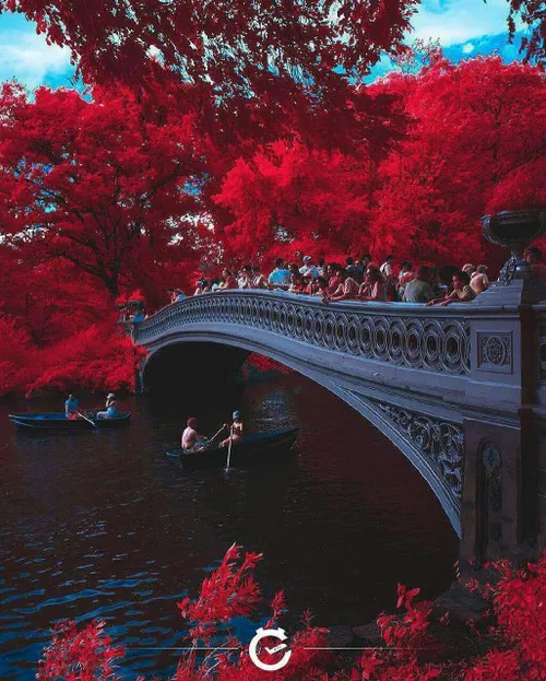 تصویری زیبا از پارک مرکزی نیویورک با درختان قرمز رنگ