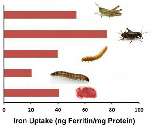 غذاهای تهیه شده از حشرات به تفکیک ارزش غذایی