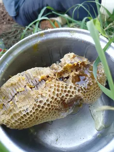 عسل طبیعی 😍