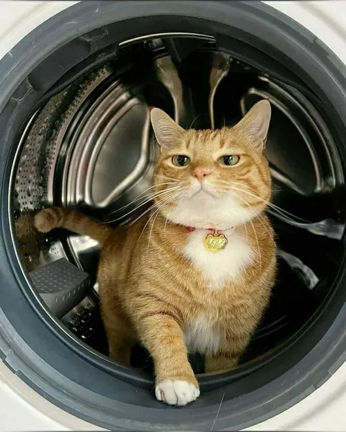 این ماشین لباسشویی نیست خونه منه ای انسان نادان