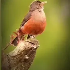 ☆☆☆
هزار معنی دیگر درون عشق نهفته 