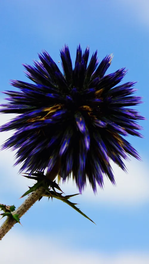 flower purple