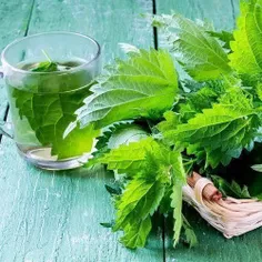 🟢 برای درمان تورم والتهاب پروستات گزنه بخورید.