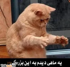 به جدش گارفيلد قسم خخخخخخ