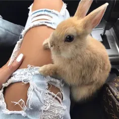 چه نازه🐰 🐰