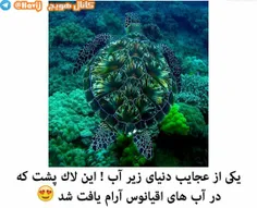 جه جالب